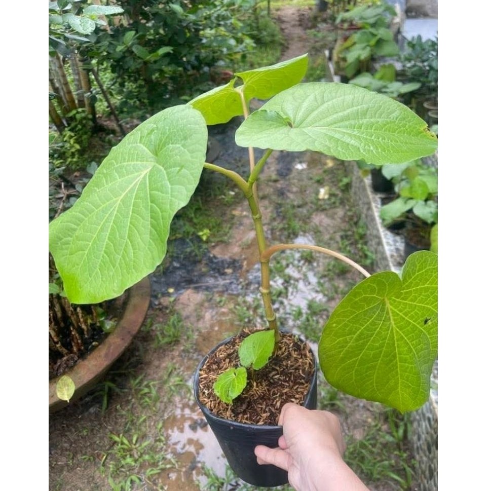 Chậu cây xá xị nhà ươm (cây dổi làm nước xá xị, ăn sống, xào)