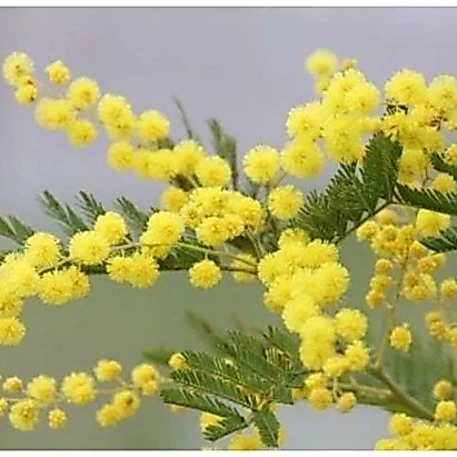 [Top Value] 50 Hạt Giống Hoa Mimosa màu vàng tỉ lệ nảy mầm cao