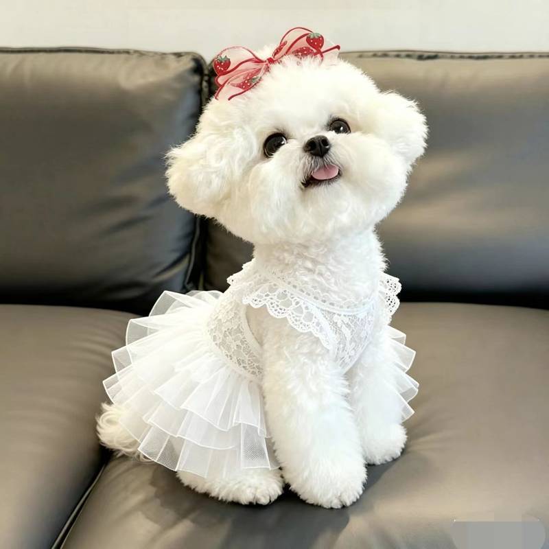 Thú Cưng Ren Rỗng Chó Đầm Bichon Pomeranian Quần Áo Thú Cưng Ren Rỗng Chó Đầm Bichon Pomeranian Quần