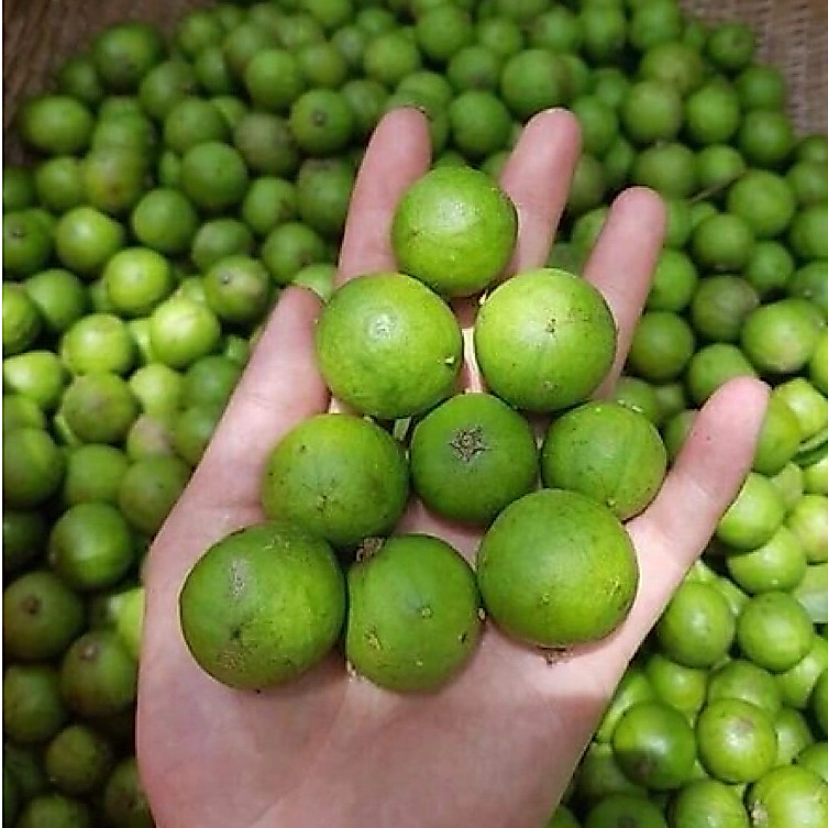 ( quả già )quả sấu xanh , sấu tươi , trái sấu tươi nguyên vỏ khách đặt mới hái, khách ở phía nam cân