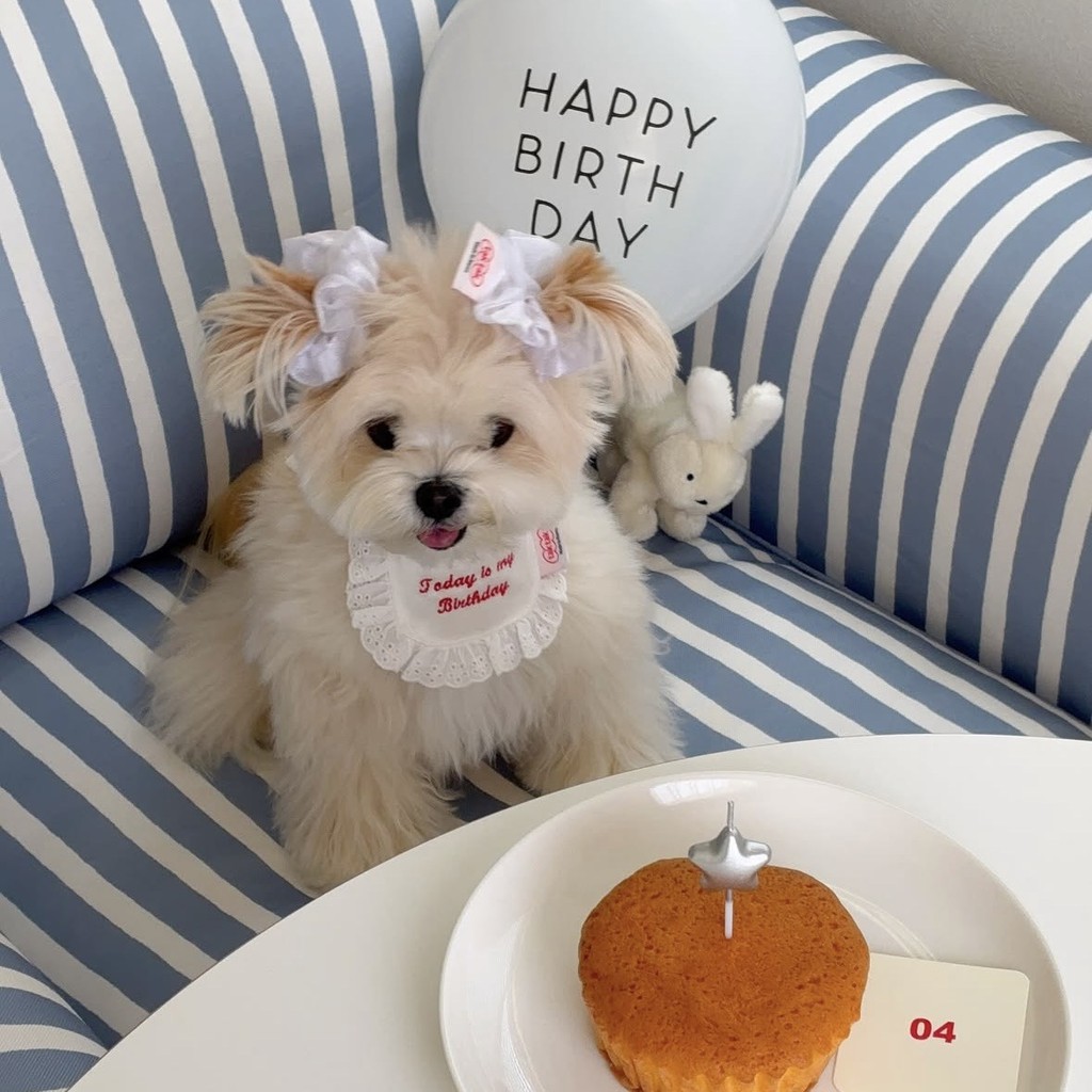 Tiệc Cho Chó Sinh Nhật Yếm Mèo Thú Cưng Nước Bọt Túi Nước Bọt Khăn Phụ Kiện Bichon Teddy Bichon Chó 