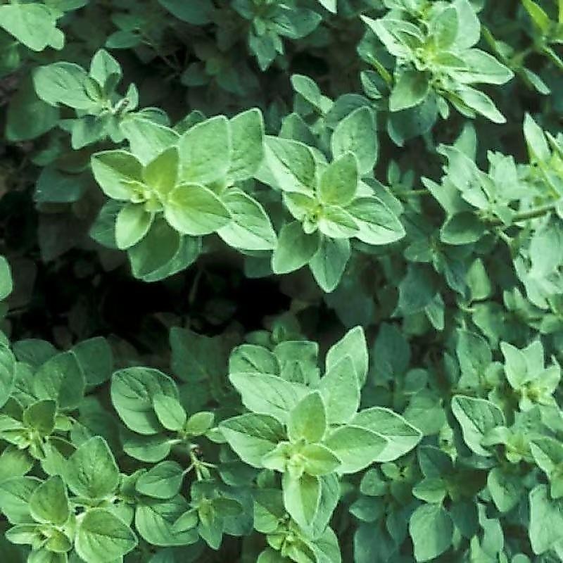 Hạt Hạt Giống Oregano Kinh Giới Tây Oregano Seeds-250Hạt