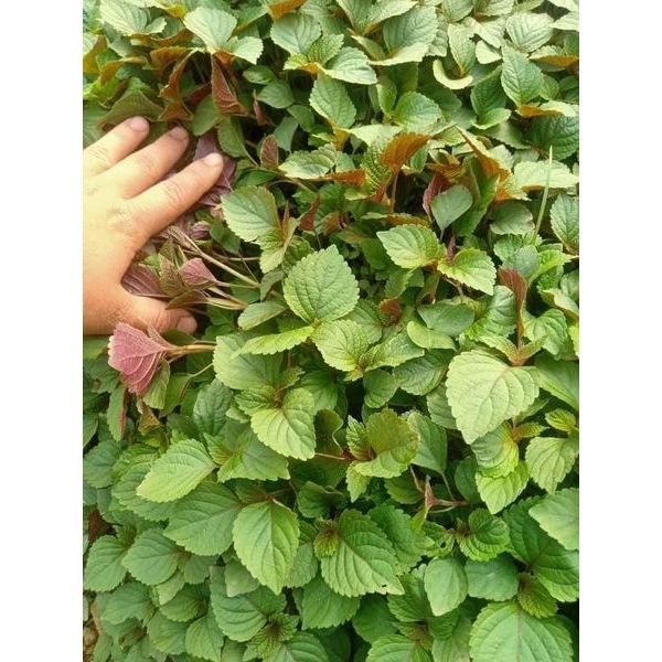 HẠT GIỐNG RAU TÍA TÔ TÍM GÓI 1lạng