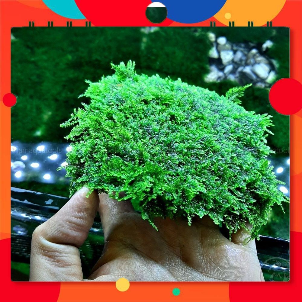 Rêu Mini TaiWan || Rêu Gắn Bonsai, gắn layout thuỷ sinh, bể cá cảnh