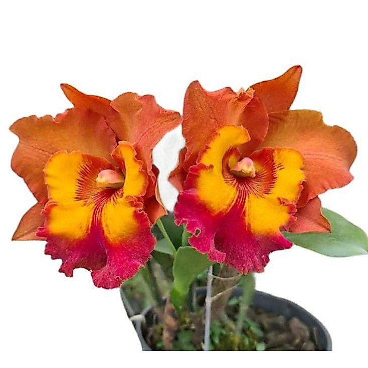 Hoa lan cát giống - chọn màu