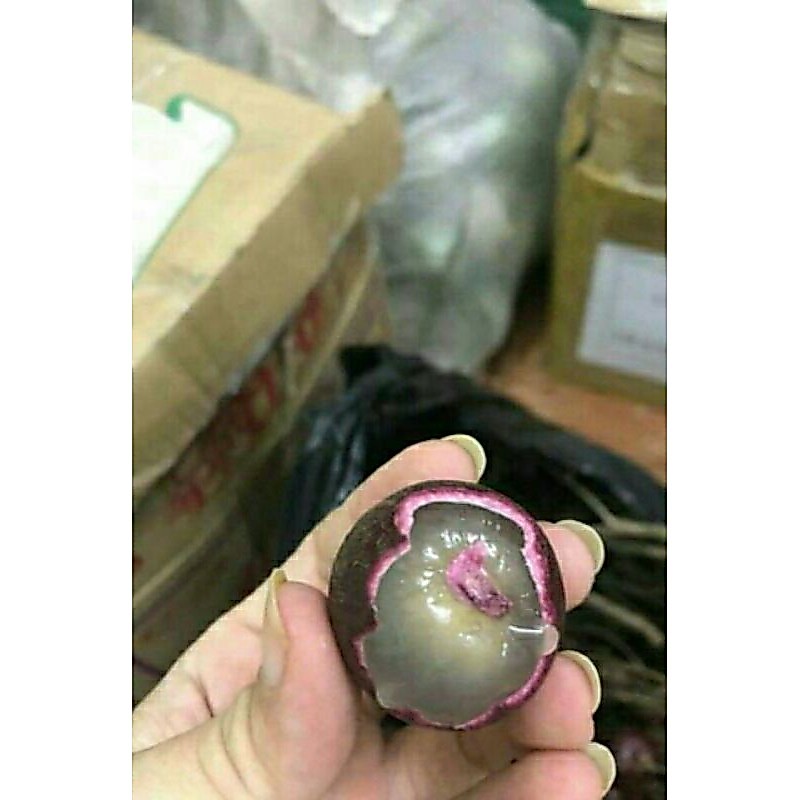 Cây Nhãn Xuồng Tím cơm dày