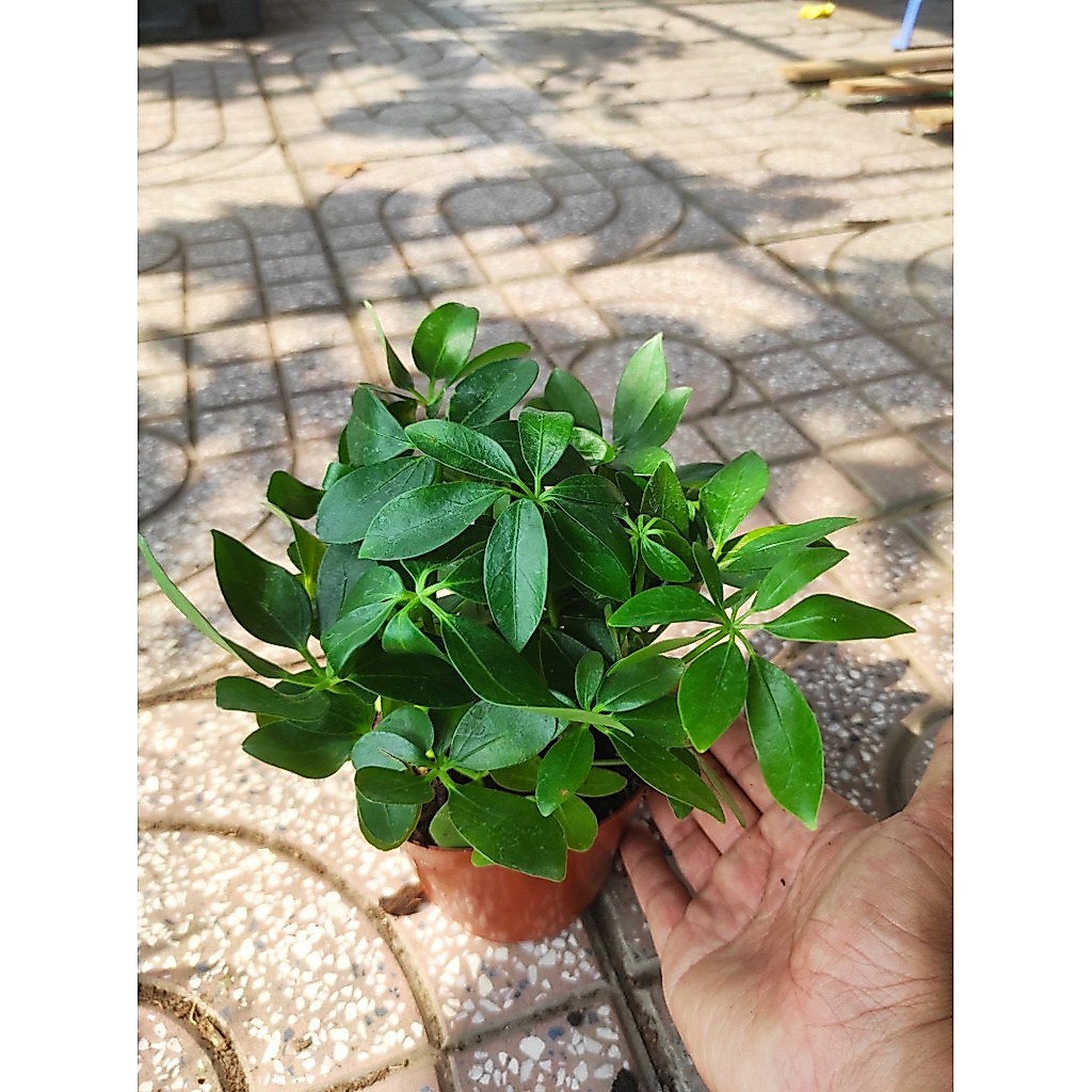 Chậu nhựa phong thuỷ ngũ gia bì mini