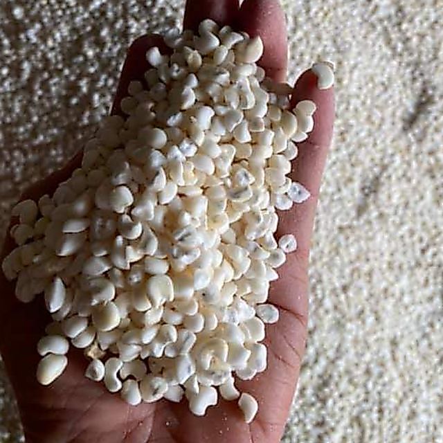 [Siêu rẻ] 2kg bắp nếp trắng Phơi khô/ NGÔ BẮP TRẮNG (NẾP) DÙNG NẤU XÔI HAY LÀM BẮP HẦM