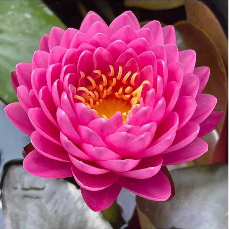 COMBO 5 CỦ HOA Milinkan Hoa súng Thơm cánh kếp xếp kép