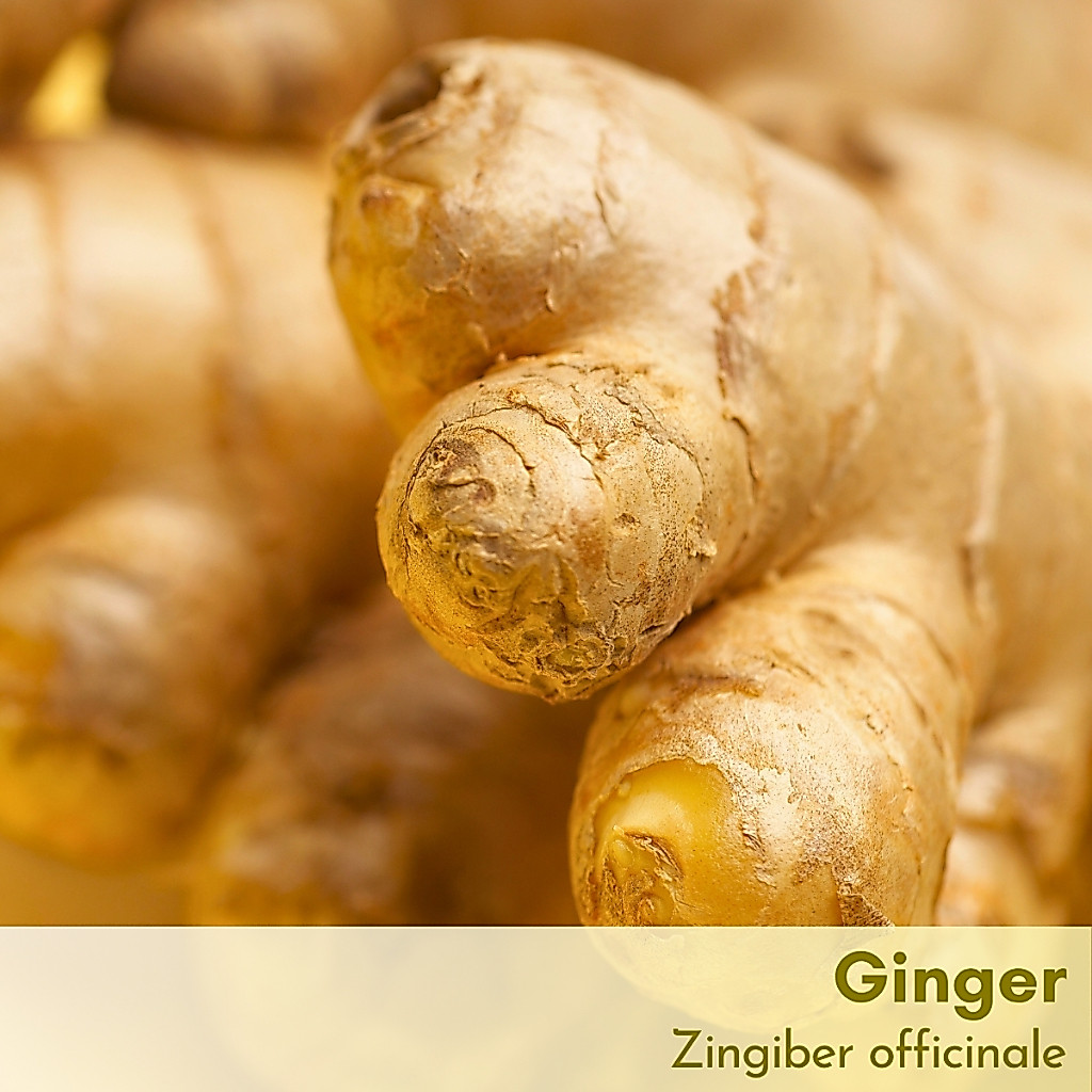 Tinh dầu gừng Ginger Essential Oil