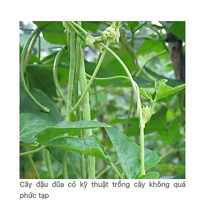 Đậu đũa cao sản 30H