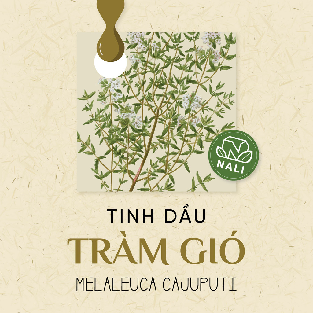 Tinh dầu Tràm gió nguyên chất - Melaleuca Cajuputi