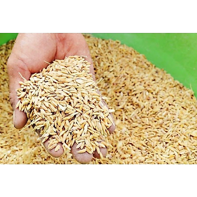 Lúa dành cho chim, gà... 5kg