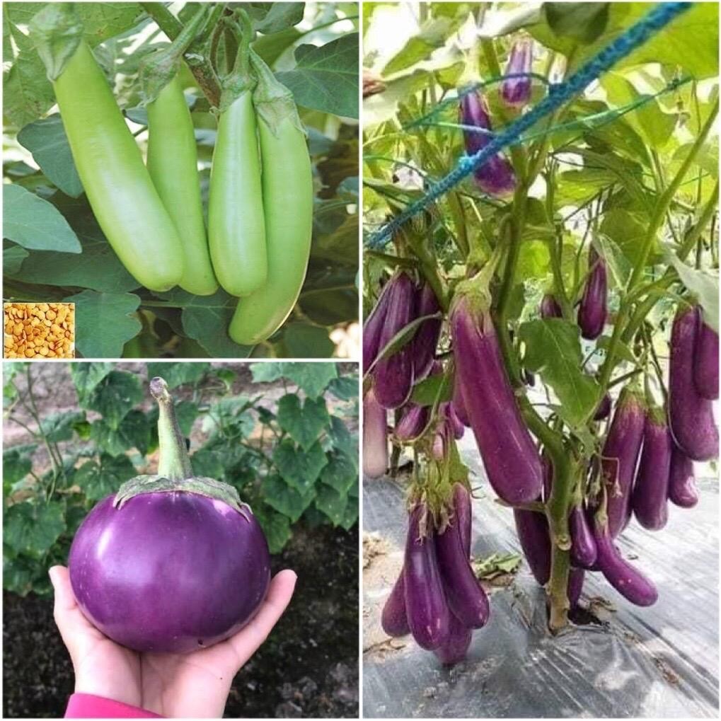 Hạt giống cà tím, cà xanh mỡ, Cà tím tròn, Cà bát da ếch