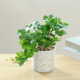  Chậu cây cảnh hình trụ bằng nhựa để bàn phù hợp trang trí bàn làm việc bàn học kệ tủ tạo không gian xanh mát 