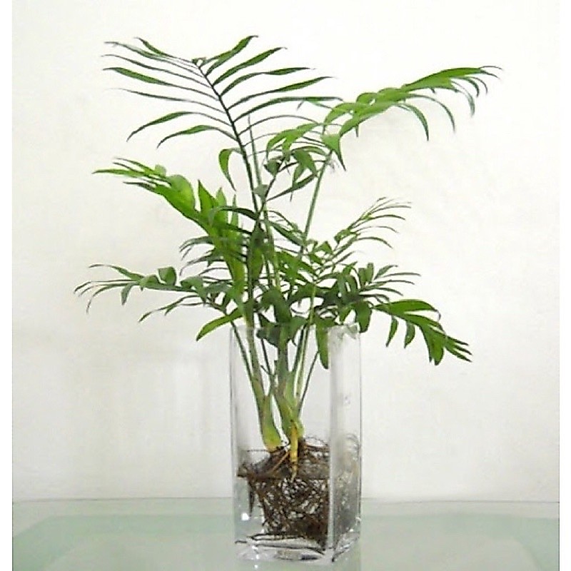 Chậu mềm cau tiểu trâm 1 thân