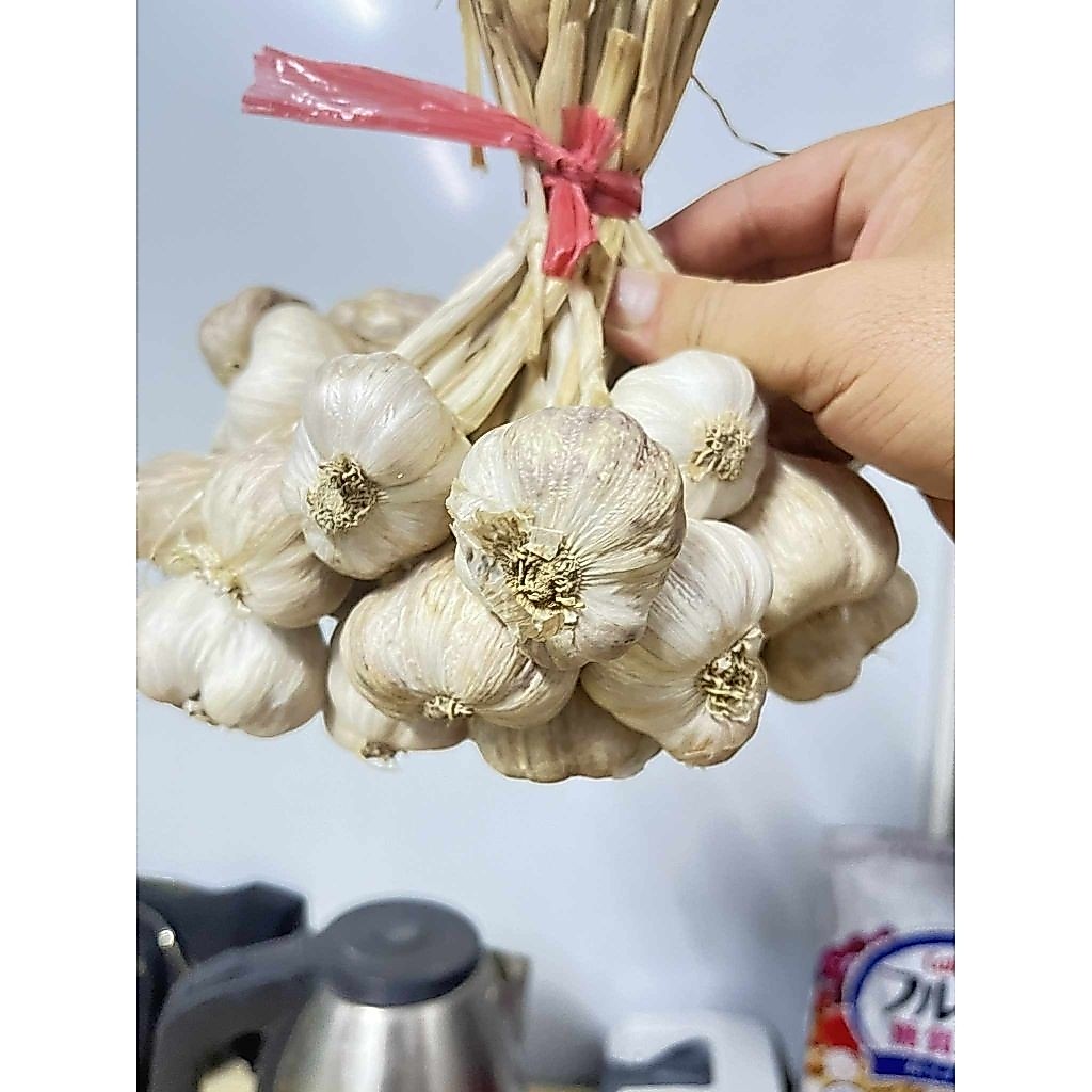 TỎI KINH MÔN HẢI DƯƠNG