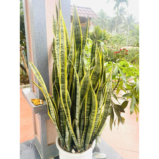 cây lưỡi hổ viền vàng_cotamina_ cây phong thuỷ ( com bo 5_ 10 cây )dễ chăm sóc
