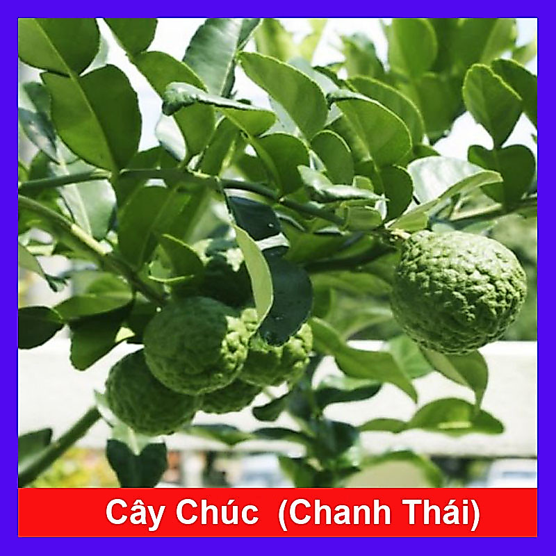 Cây Chúc (chanh thái) - Chanh ăn lá (Gà hấp lá chanh)