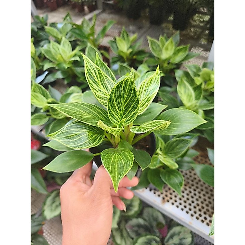 Trầu bà đế vương kim cương - Philodendron Birkin