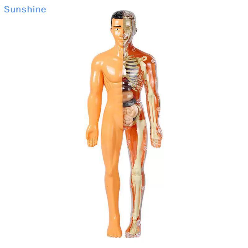 Sun 3D Human Skeleton Organ Anatomy Bộ mô hình khoa học Bộ mô hình giáo dục cơ thể trẻ em Mô hình có