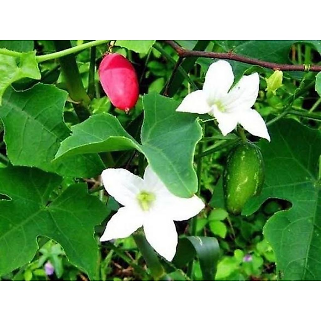 bình bát dây 500g dây lá tươi