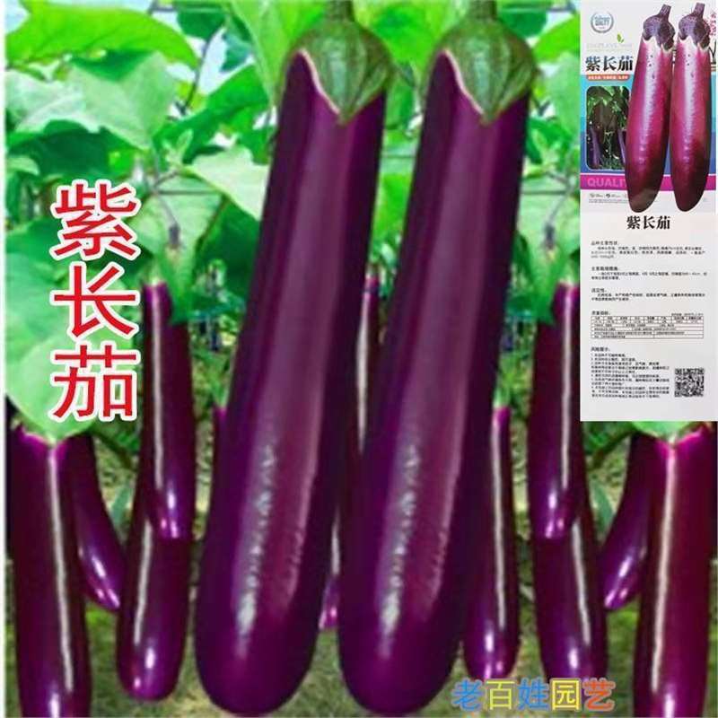 Hạt giống cà tím được sản xuất cao Bốn mùa gieo tím Đỏ dài Hạt cà tím Cà tím Hạt giống rau quả Tím D