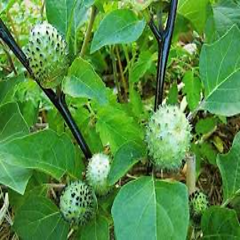 Dược Liệu TB - Hạt Cà Độc Dược Khô (Datura Metel) 100G Tốt Sâu Răng Nhà Làm