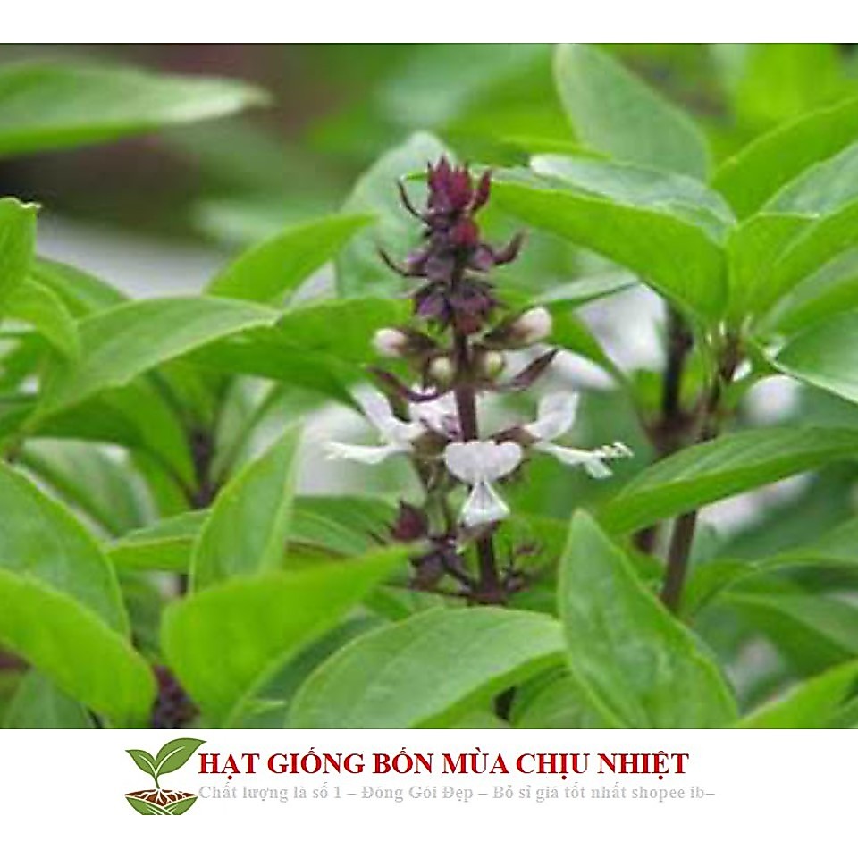Gói 100 Hạt Giống Húng Quế Hạt Chất Lượng Hàng Công Ty