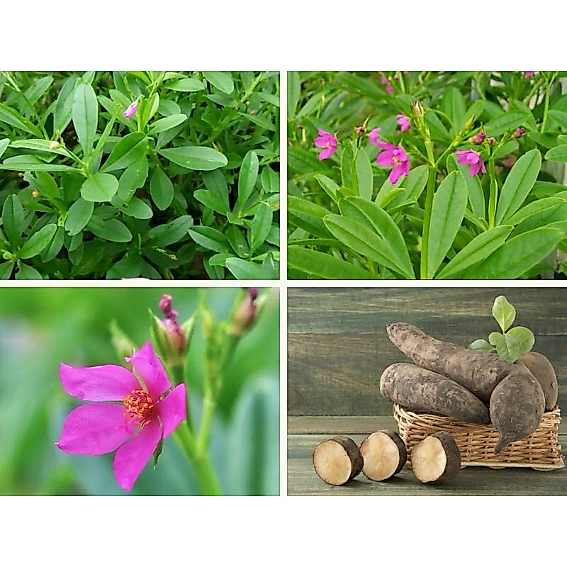 HẠT GIỐNG SÂM ĐẤT - 20 hạt/ gói