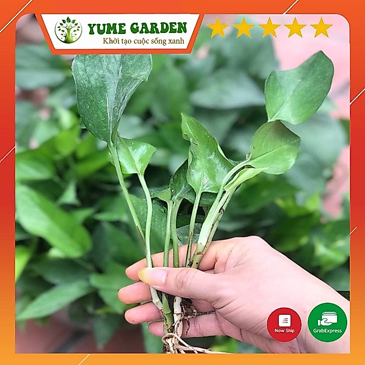 Cây trầu bà mini trồng thủy sinh
