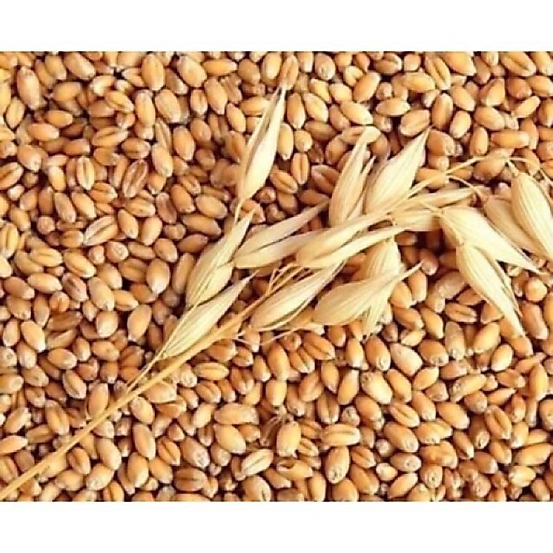 1kg Hạt lúa mỳ Úc (hạt giống cỏ lúa mỳ)
