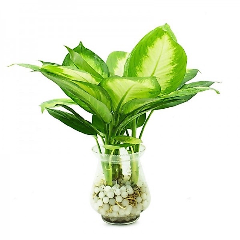 CÂY VẠN NIÊN THANH THUỶ SINH