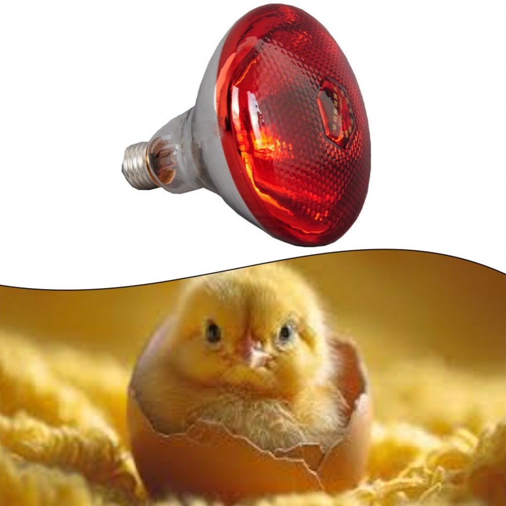 [DOLLDOLL-VN]Heat Lamp 110 Volts Operation 5,000 Hours Lifespan Near-Infrared Emission