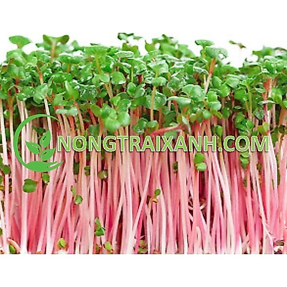 100GR - HẠT GIỐNG RAU MẦM CỦ CẢI ĐỎ