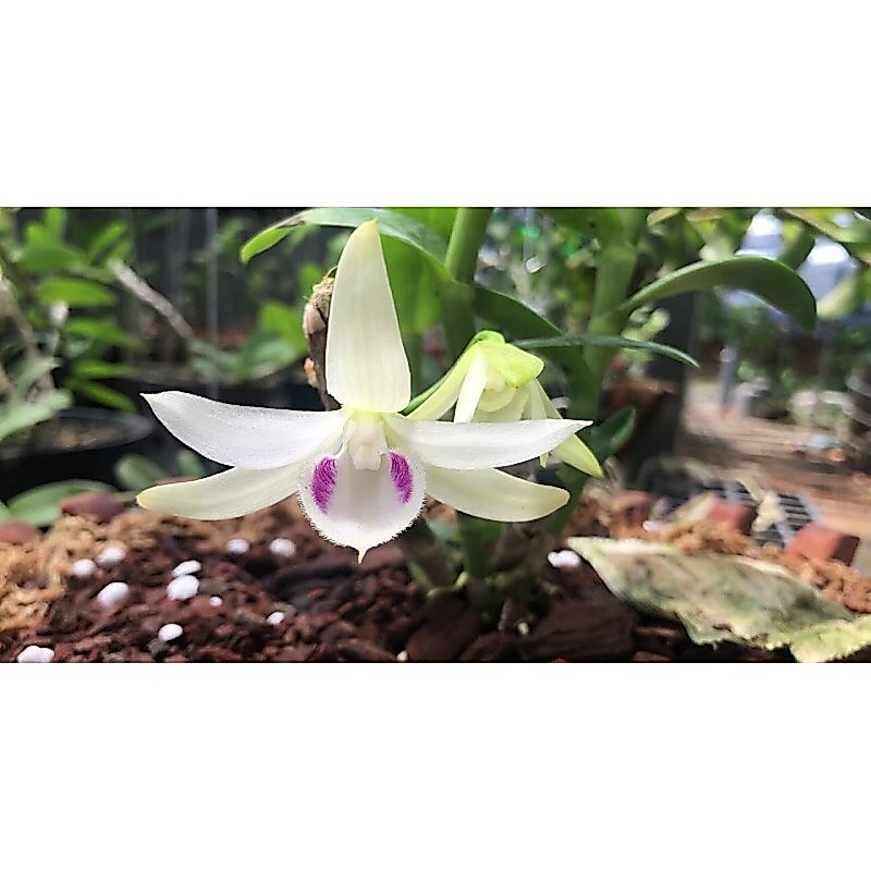 Phi điệp 5ct phú thọ gieo hạt cây giống cao 7-12cm