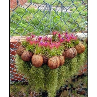 6 CÂY LỌC KHÔNG KHÍ (Tillandsia,) quả dừa - tóc tiên  màu đỏ