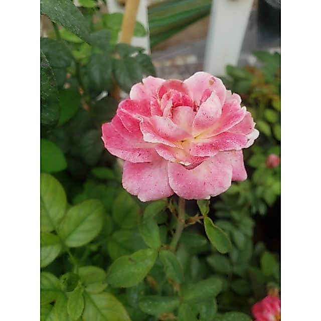 Hồng bụi ngoại Lady Candle (tặng kèm phân bón)