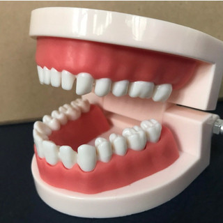MÔ HÌNH HÀM RĂNG GIẢ NHA KHOA –MÔ HÌNH HÀM RĂNG GIẢ TẬP THỰC HÀNH& PHÒNG THÍ NGHIỆM