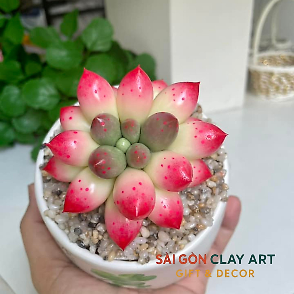 Sen đá đất sét Chậu sứ kích thước 6-7cm