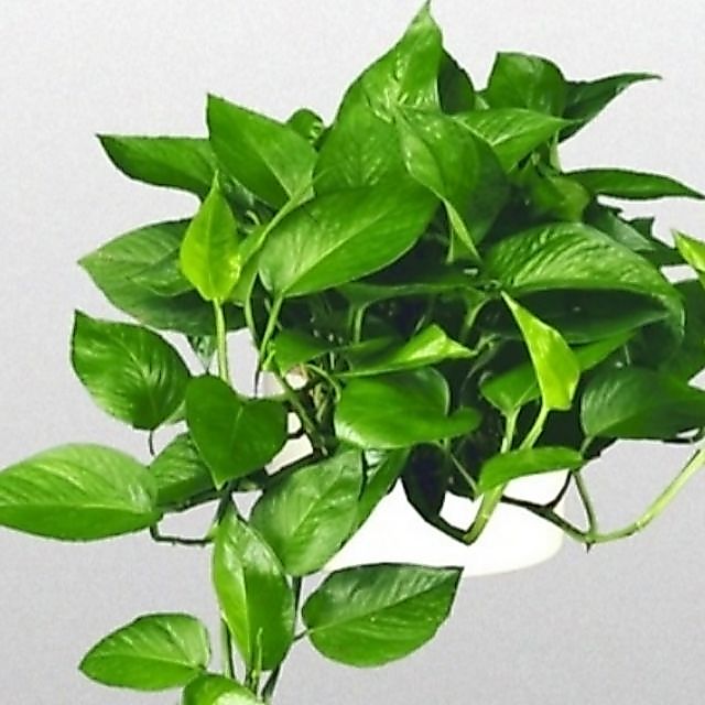 Cây trầu bà Thái mini