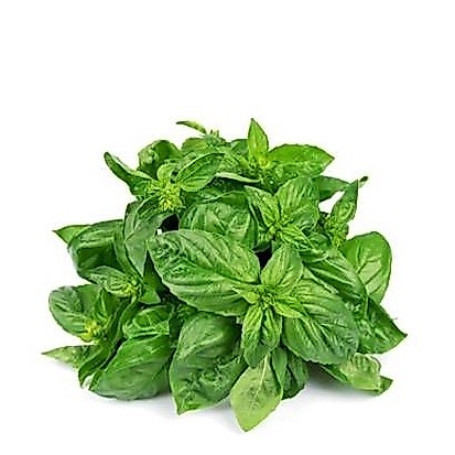 Hạt Giống Húng Tây Basil 200 Hạt