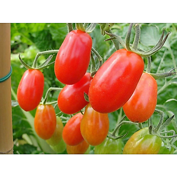 Cà chua Cherry đỏ 100% nảy mầm