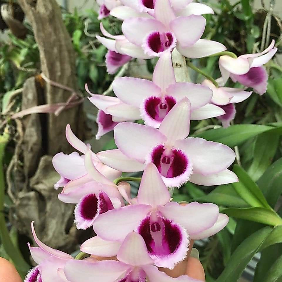 Nù tam bố thân mập