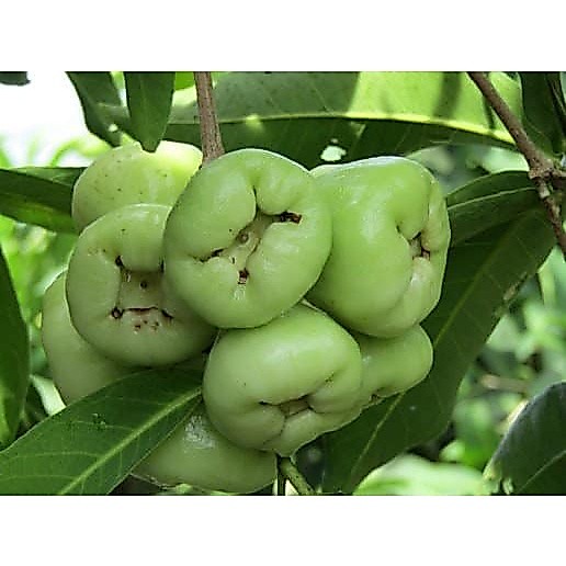 CÂY MẬN XANH TAM HOA