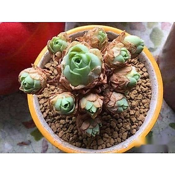 [ Bao 12L ~10kg ] Đất Nung Akadama - Đất trồng Bonsai, Sen đá - Đất sét nung...