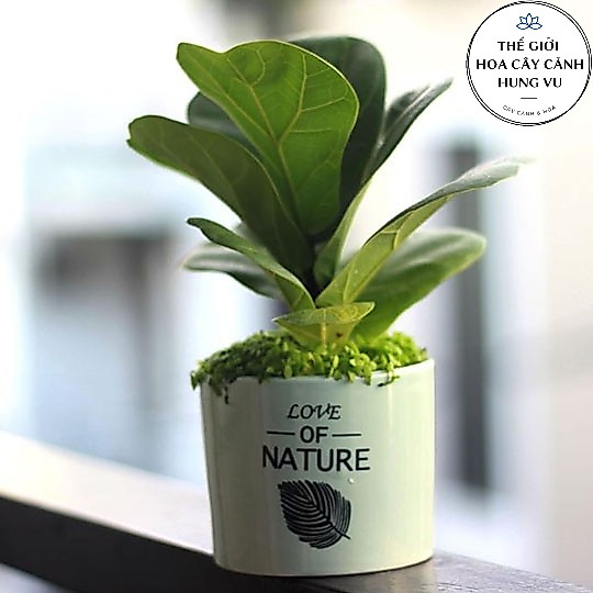Cây bàng sing mini để bàn (chậu nhựa)