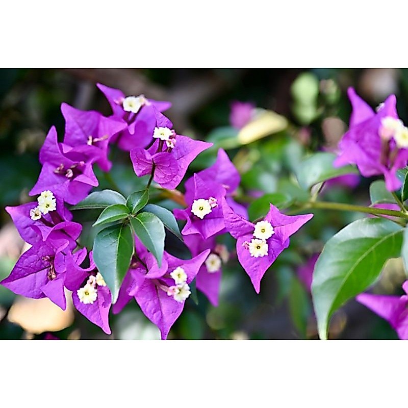 Cây 🌲 Giấy vạn hoa lầu  (tím Huế)