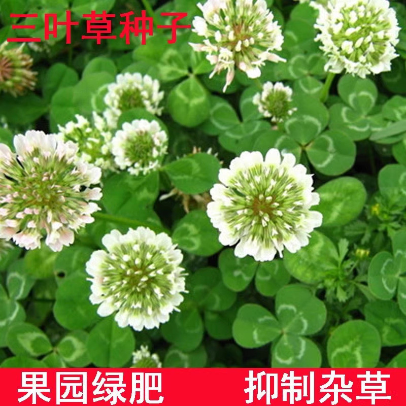 Cỏ Ba Lá Đỏ Chất Béo Xanh Orchard Bốn Mùa Hạt Cỏ Ba Lá Trắng Gieo Cỏ Hạt Cỏ Hạt Giống Cỏ Bốn Mùa Cỏ 