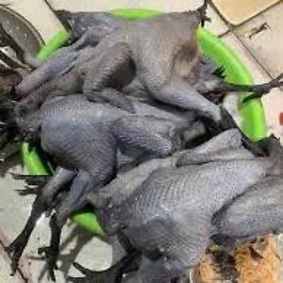 Gà H'mông gà đen Tây Bắc.  Gà cân sống hỗ Trợ làm sạch .Tặng sả lá chanh